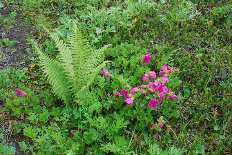 Kamchatka Rhododendron photo 6