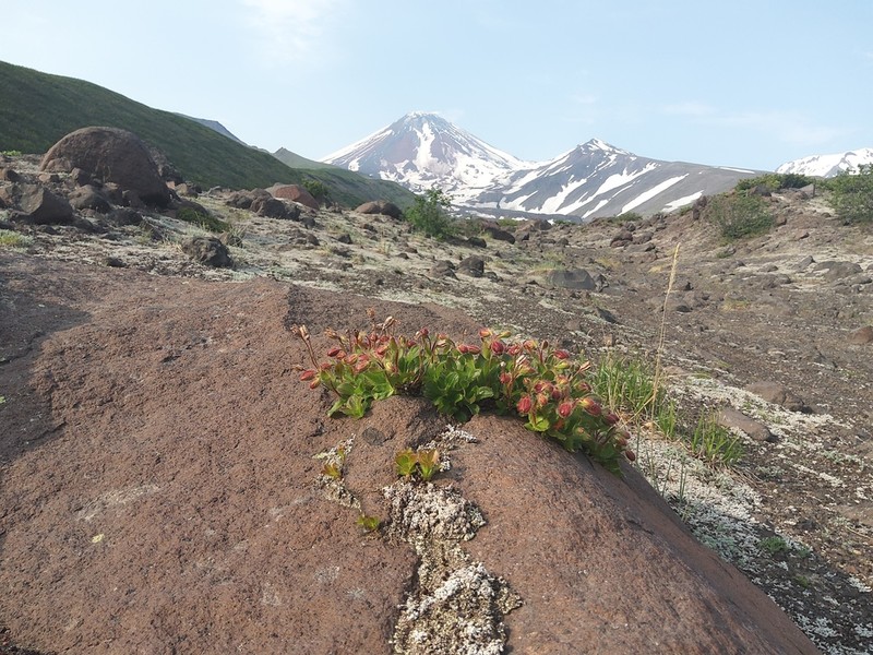 Kamchatka Rhododendron photo 7