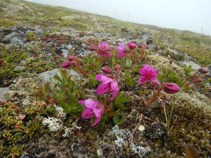 Kamchatka Rhododendron photo 8