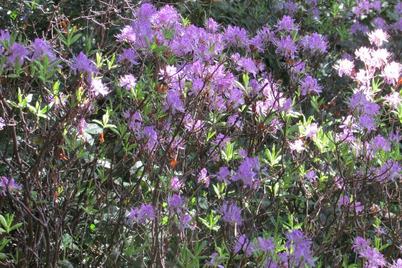 Rhodora photo 2