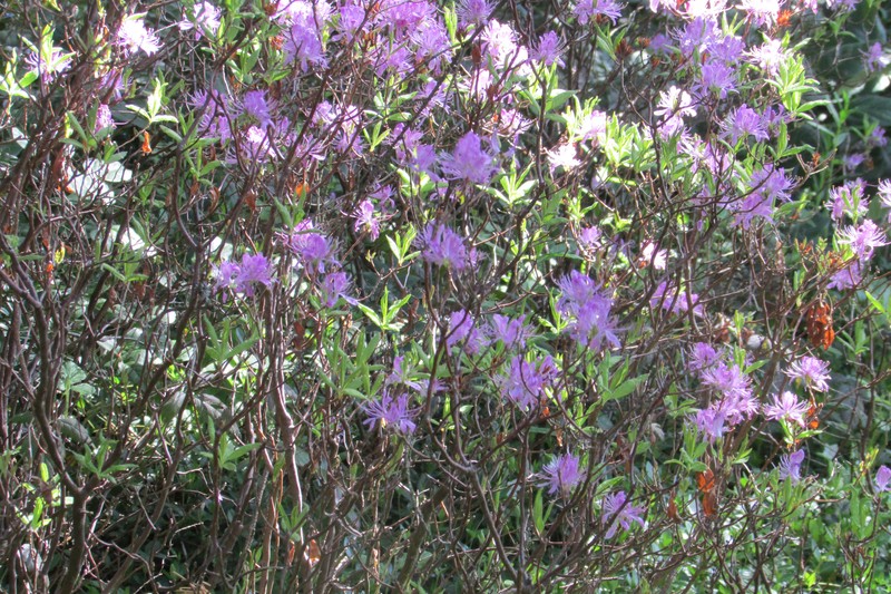 Rhodora photo 3