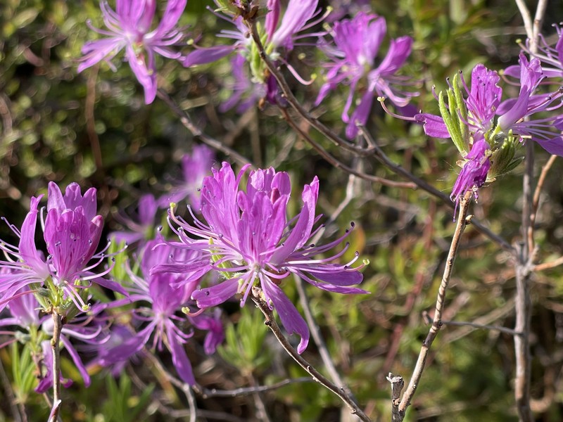 Rhodora photo 4