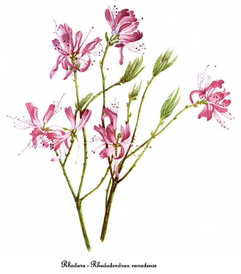 Rhodora photo 5