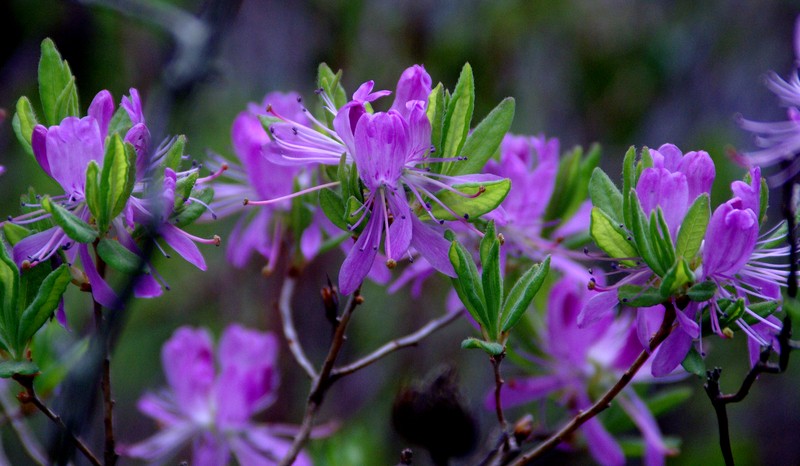 Rhodora photo 6