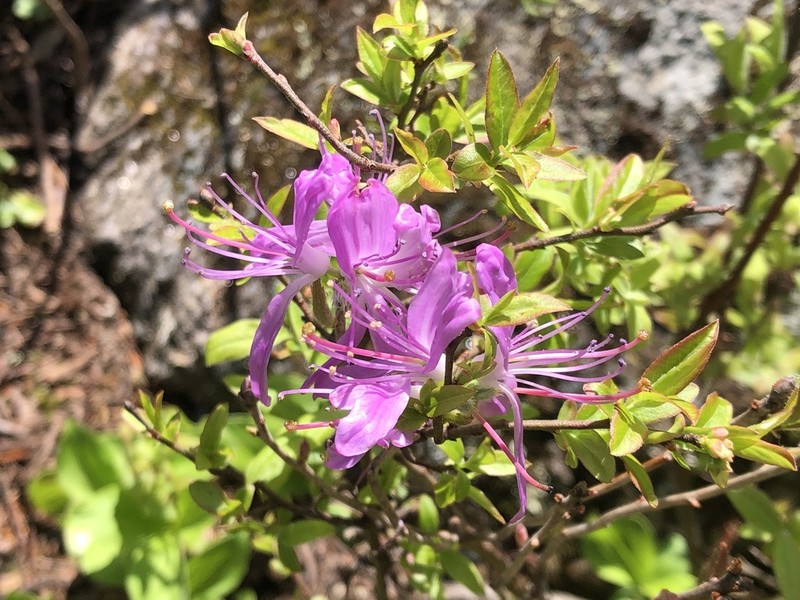 Rhodora photo 3