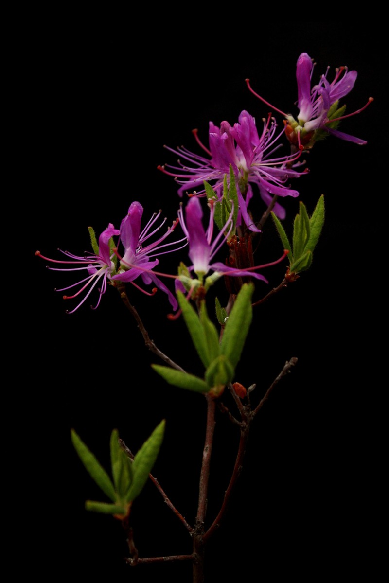 Rhodora photo 4