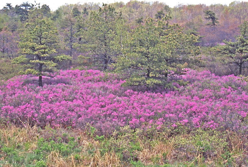 Rhodora photo 5