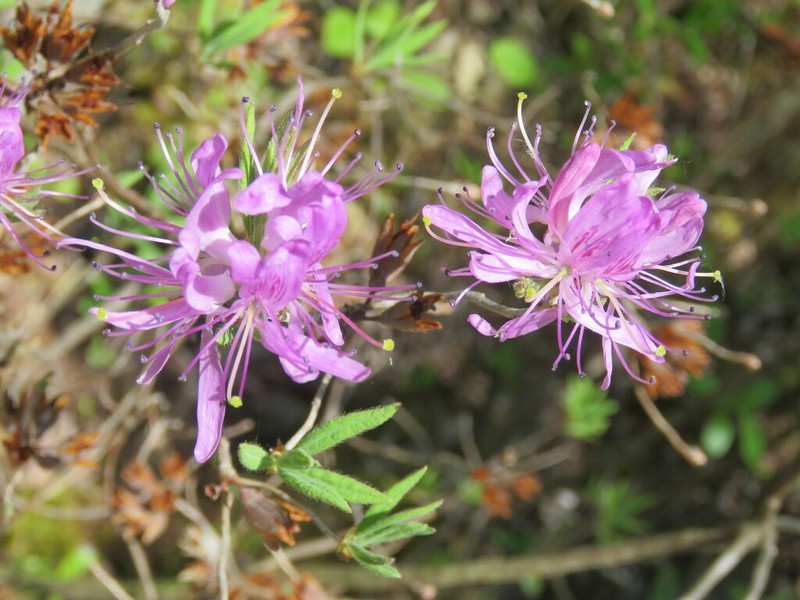 Rhodora photo 6