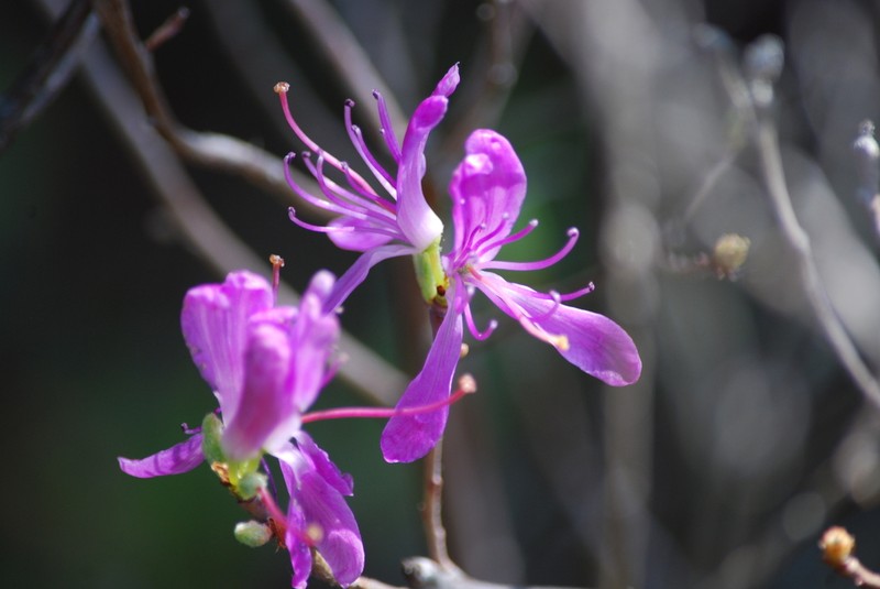 Rhodora photo 7