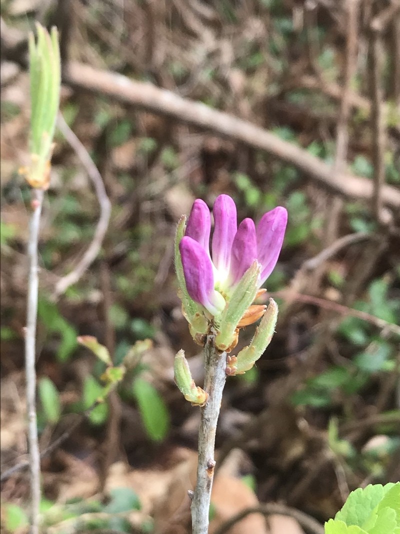 Rhodora photo 8