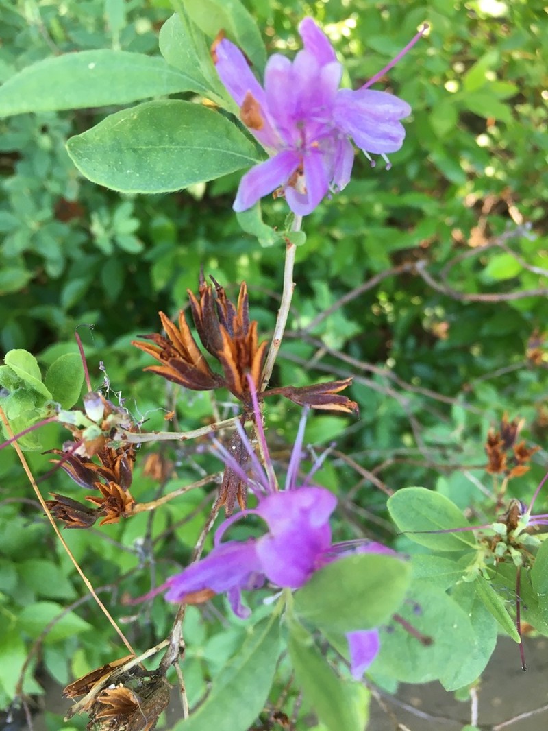 Rhodora photo 9