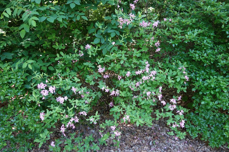 Mountain Azalea photo 2