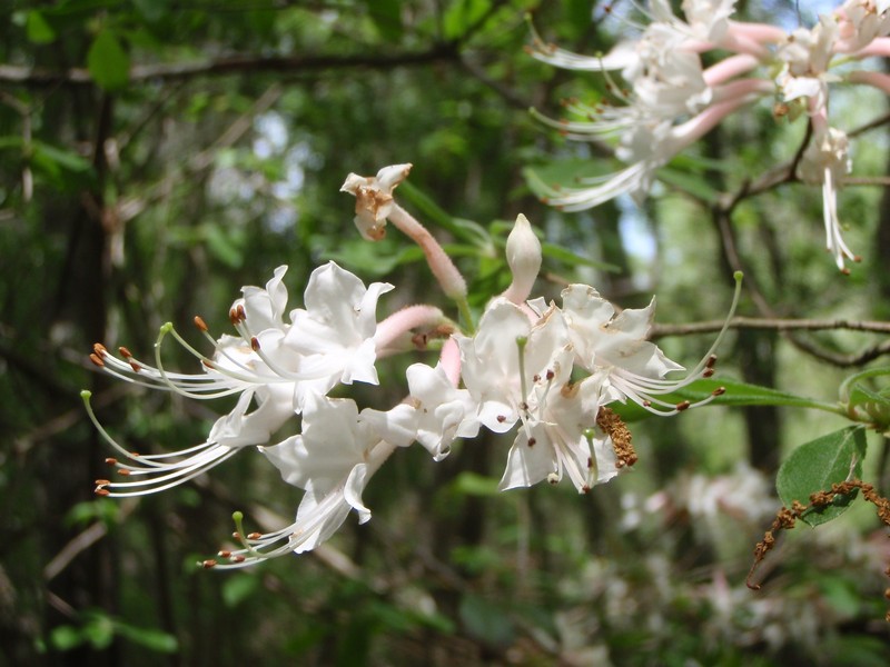 Mountain Azalea photo 3