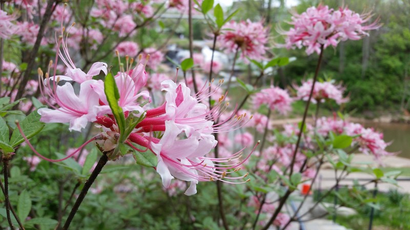 Mountain Azalea photo 4