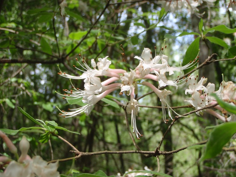Mountain Azalea photo 5