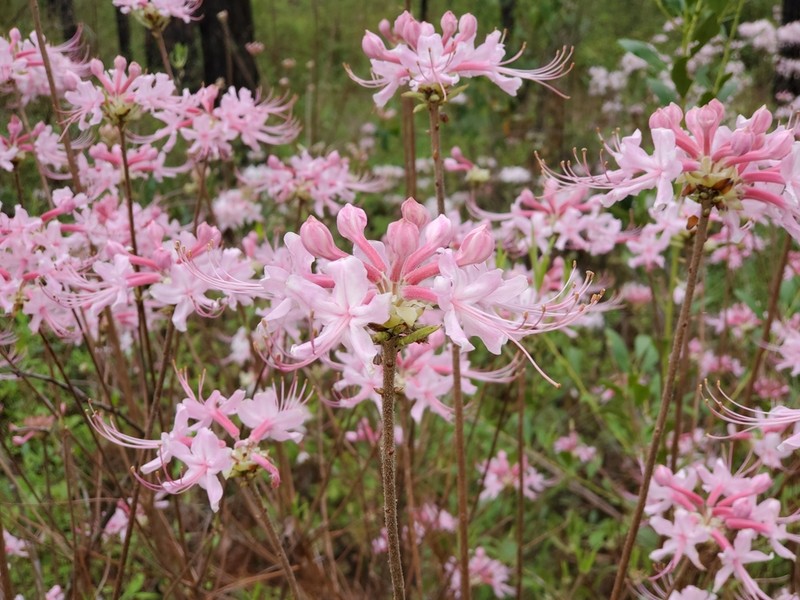 Mountain Azalea photo 2