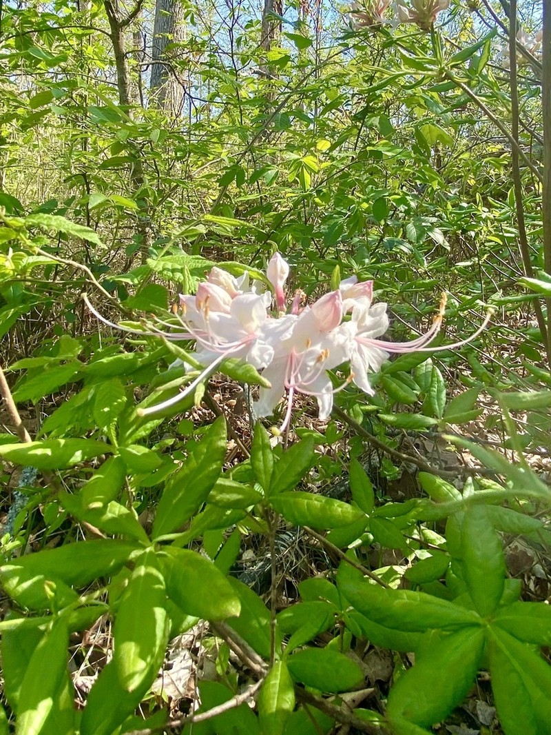 Mountain Azalea photo 3