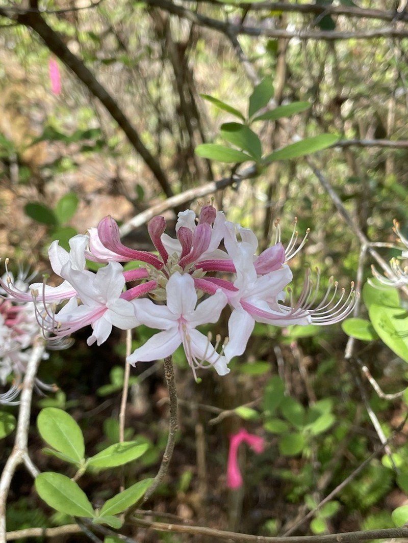 Mountain Azalea photo 4