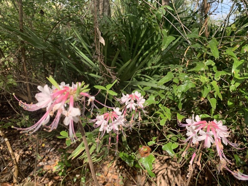 Mountain Azalea photo 6
