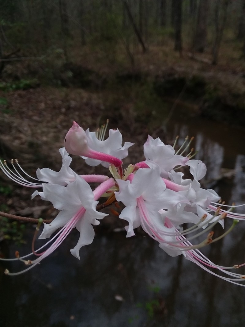 Mountain Azalea photo 7