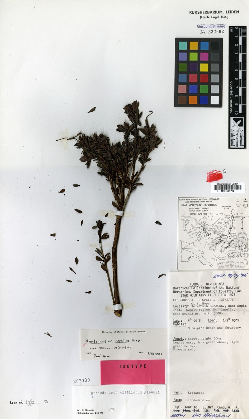 Rhododendron capellae