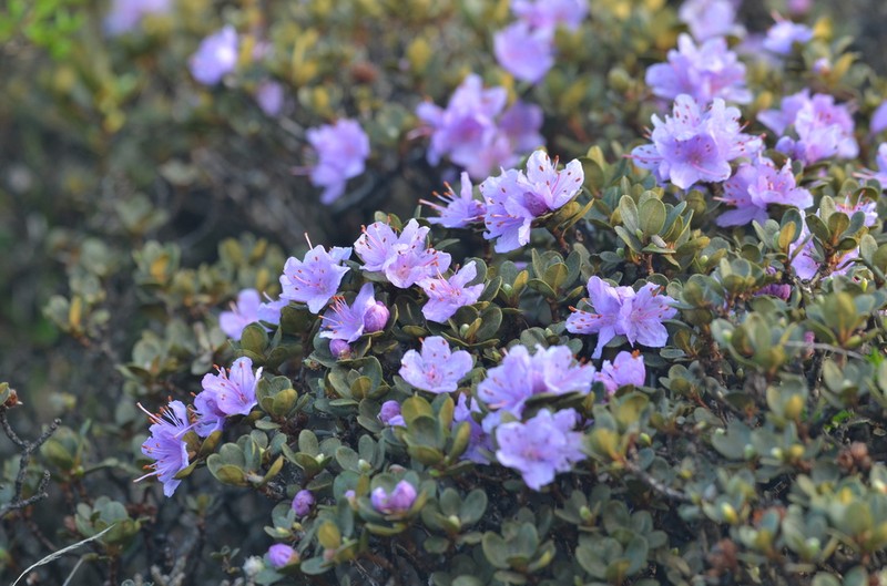 Rhododendron capitatum
