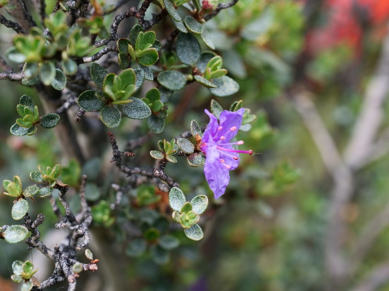 Rhododendron capitatum photo 2