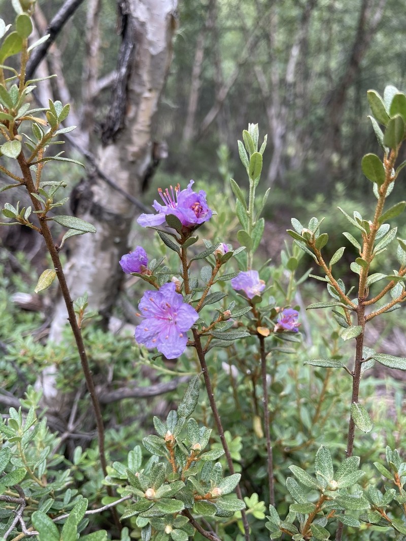 Rhododendron capitatum photo 3