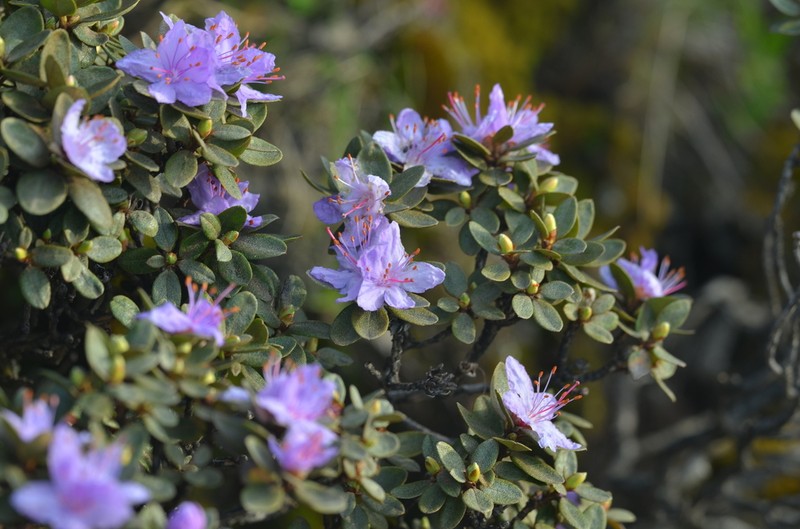 Rhododendron capitatum photo 5