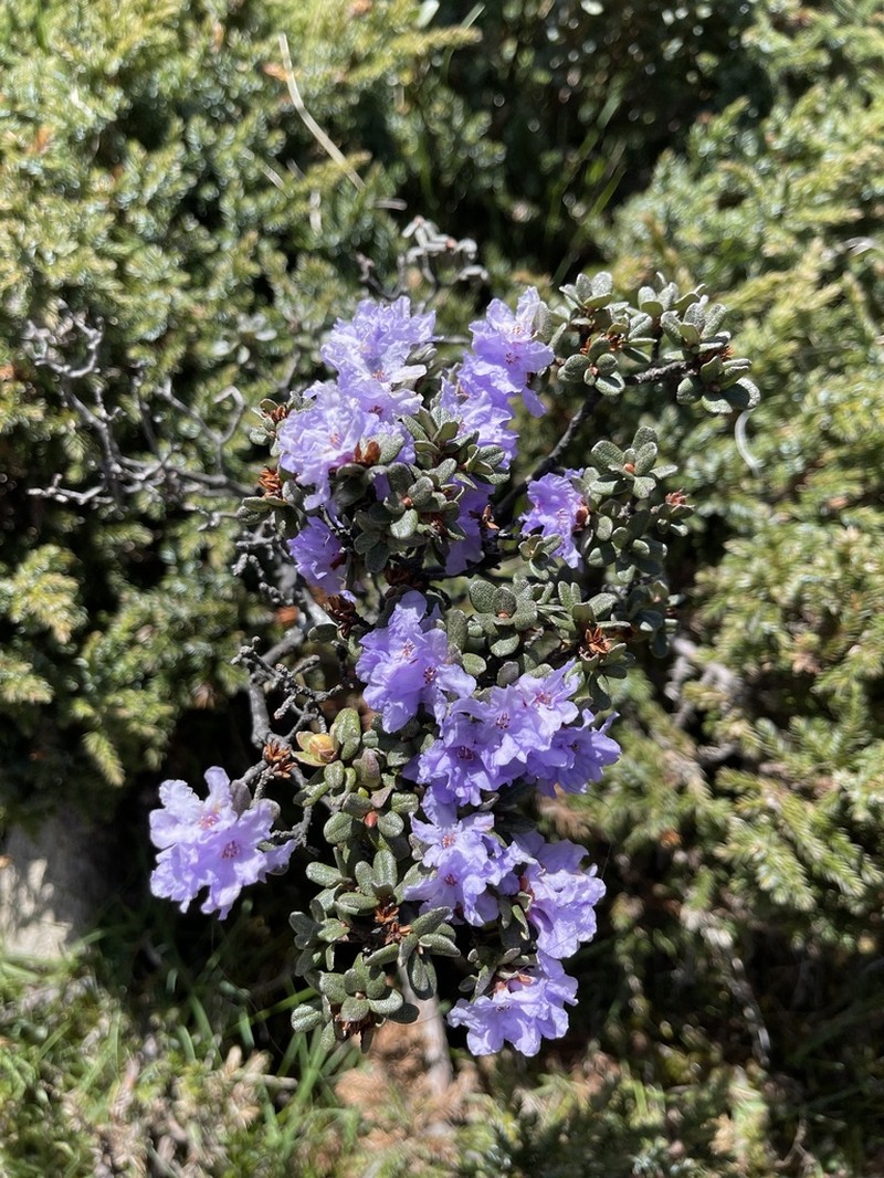 Rhododendron capitatum photo 6