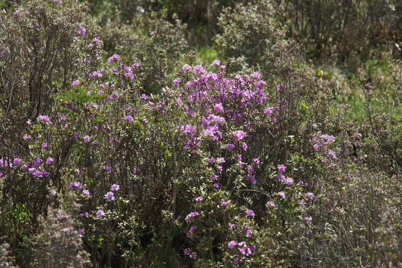 Rhododendron capitatum photo 7