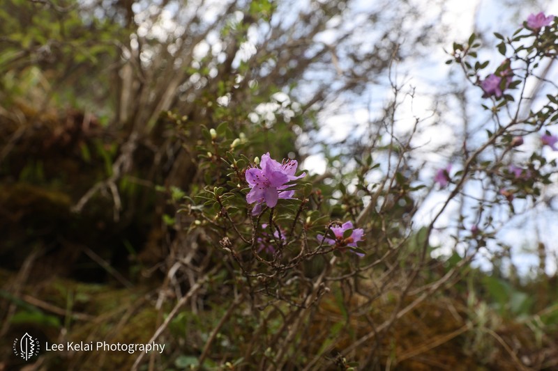 Rhododendron capitatum photo 8