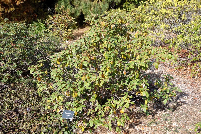 Rhododendron carneum