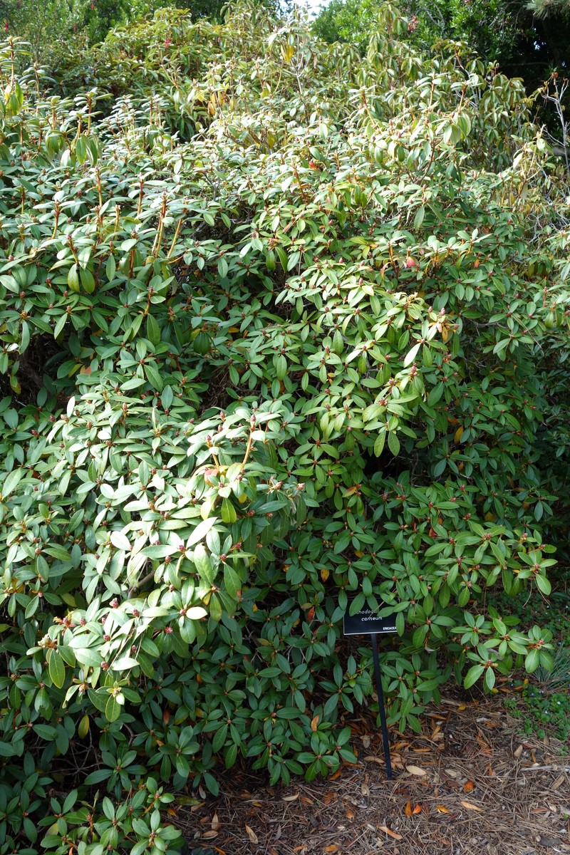 Rhododendron carneum photo 2
