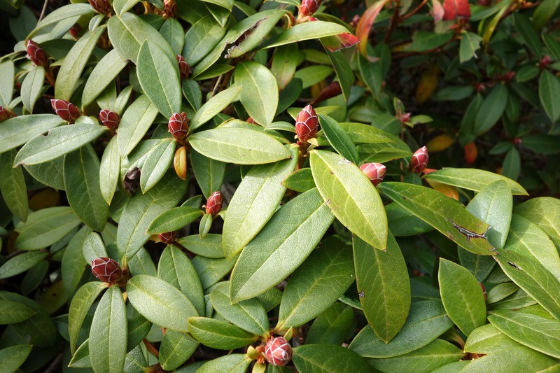 Rhododendron carneum photo 3