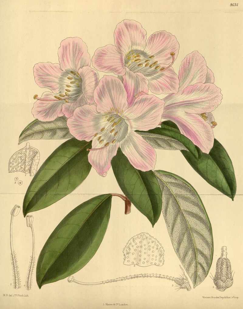 Rhododendron carneum photo 4