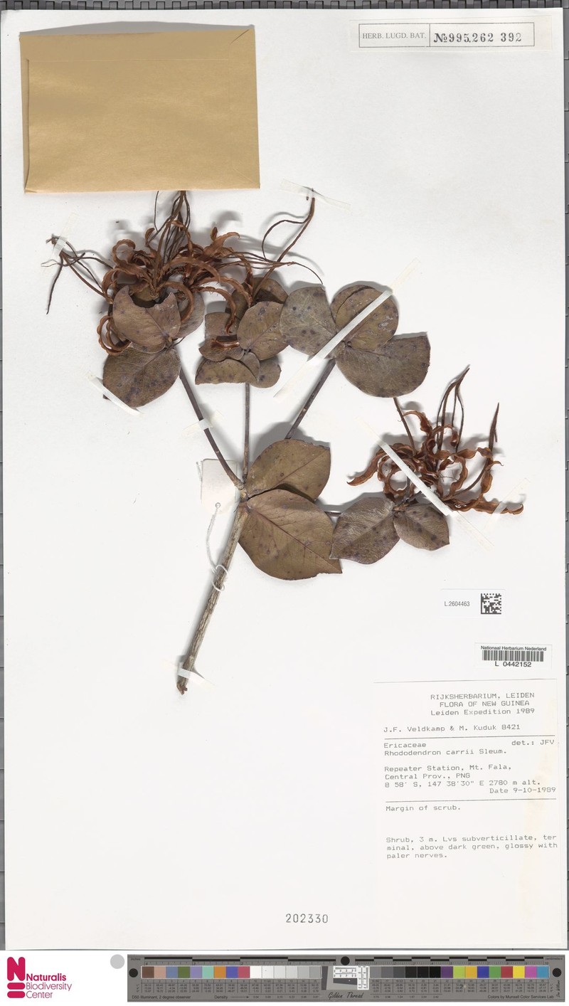 Rhododendron carrii
