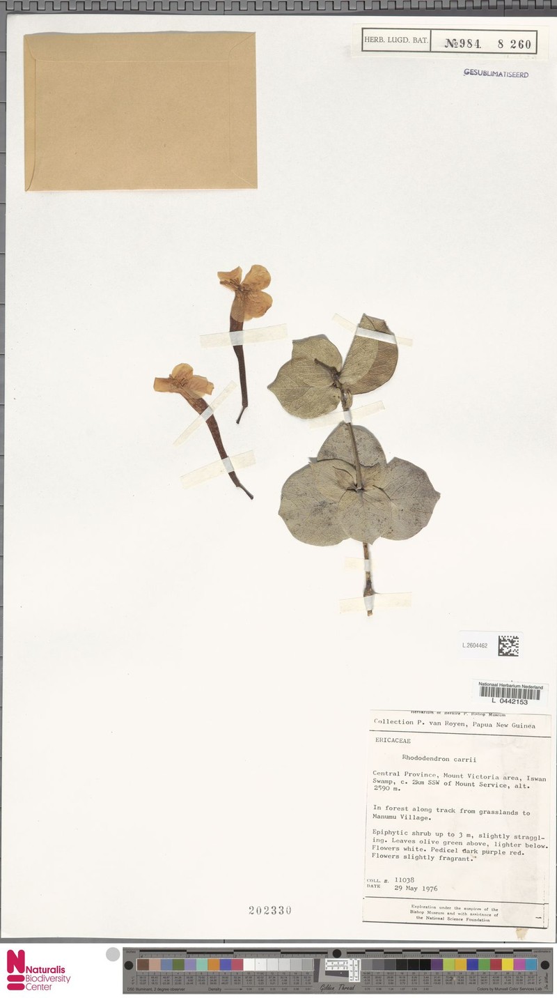 Rhododendron carrii photo 2