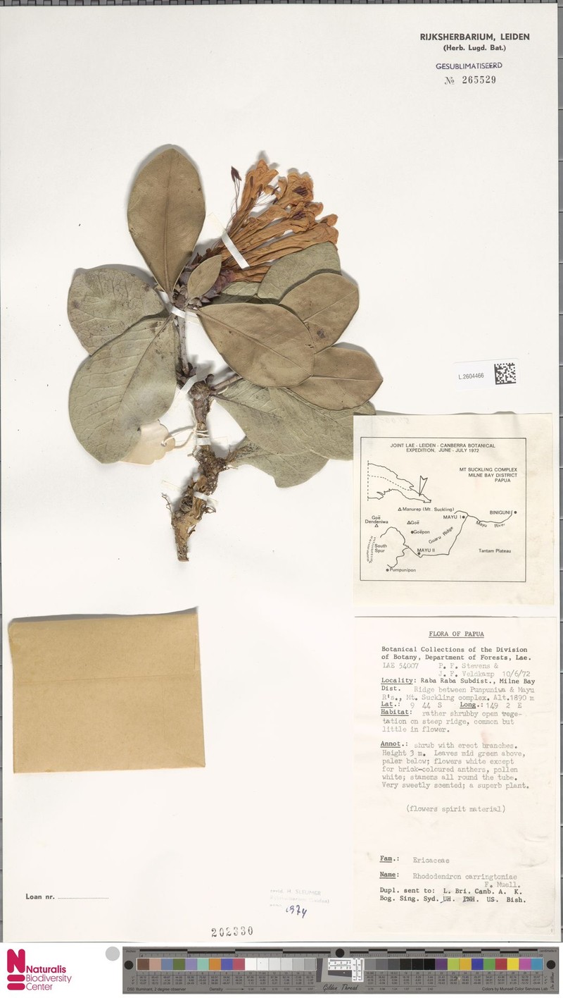 Rhododendron carringtoniae photo 2