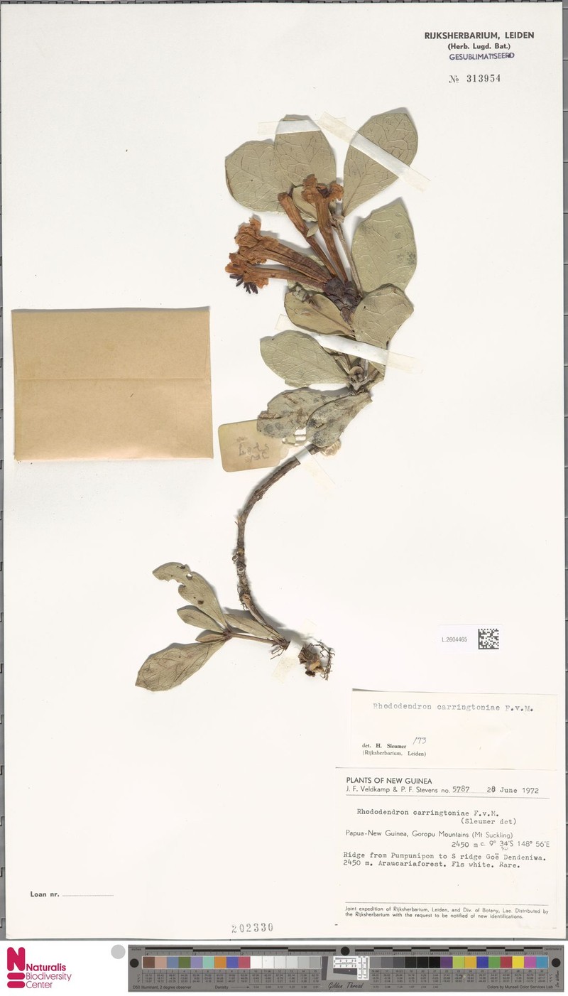 Rhododendron carringtoniae photo 3