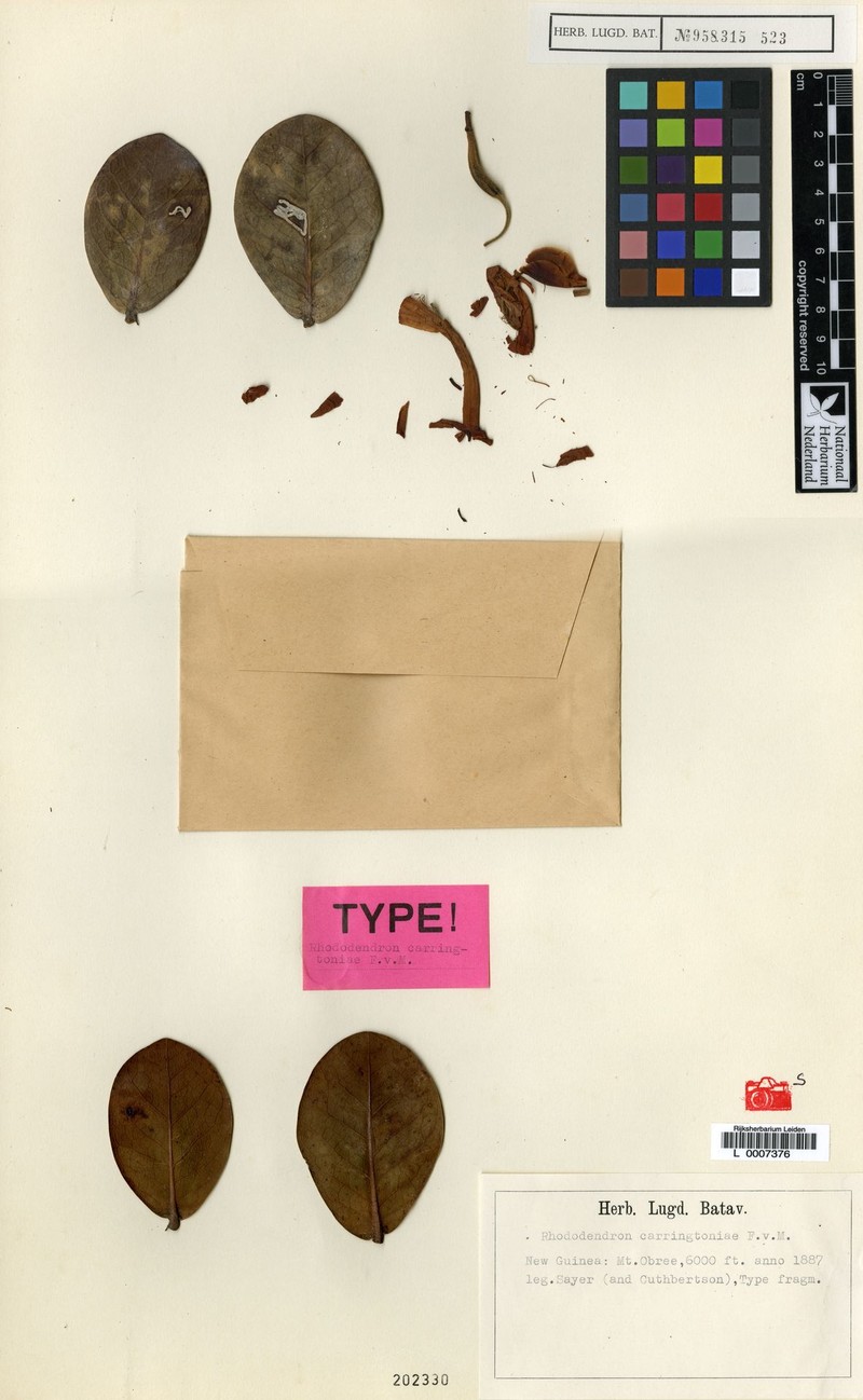 Rhododendron carringtoniae photo 4