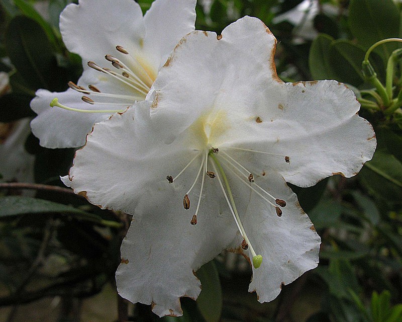 Rhododendron carringtoniae