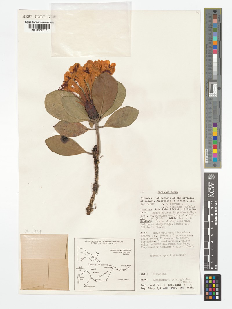 Rhododendron carringtoniae photo 5