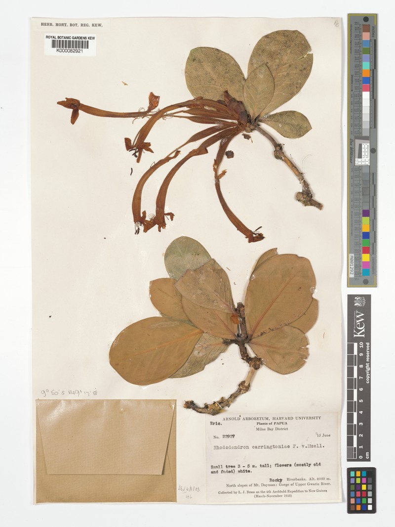 Rhododendron carringtoniae photo 6
