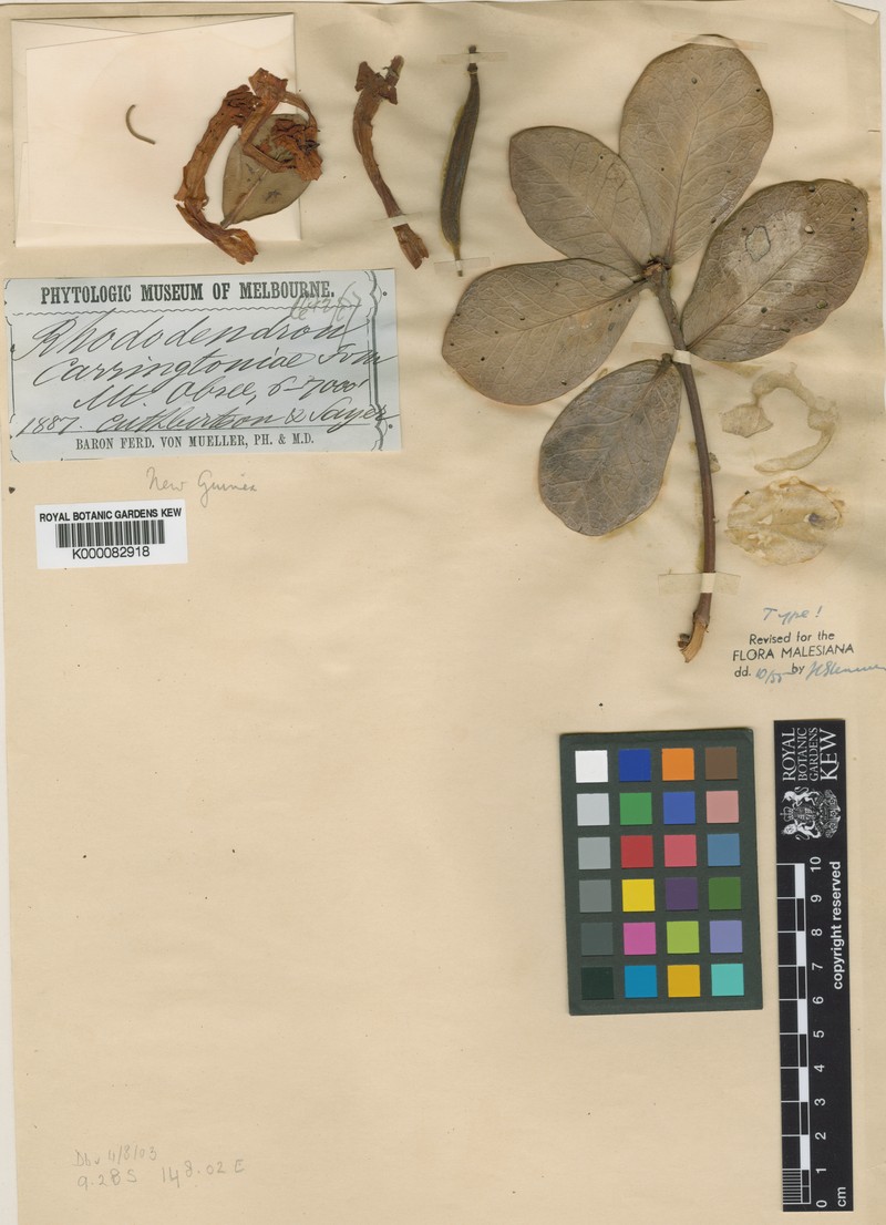 Rhododendron carringtoniae photo 7