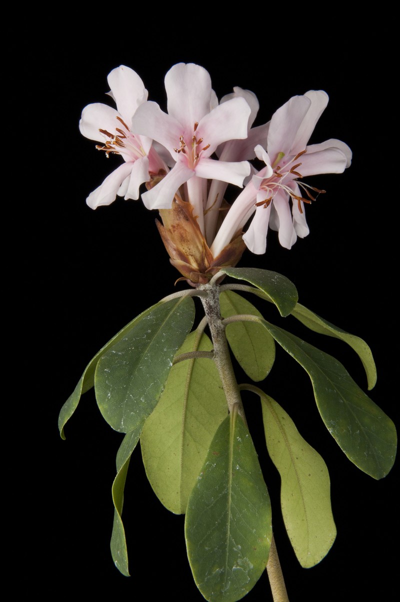 Rhododendron carstensense