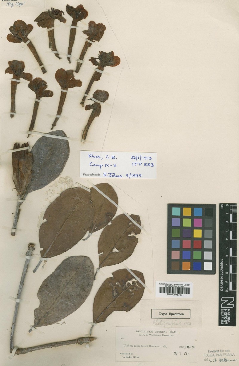 Rhododendron carstensense photo 2