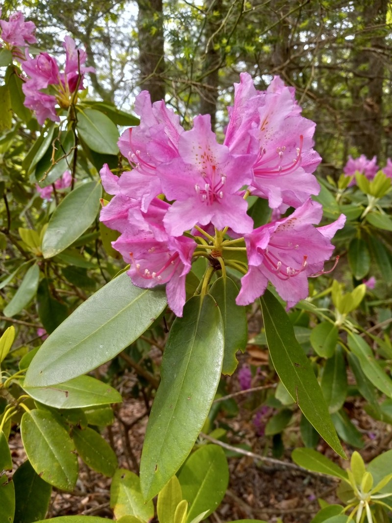 Catawba Rosebay photo 2