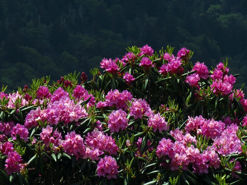 Catawba Rosebay photo 3