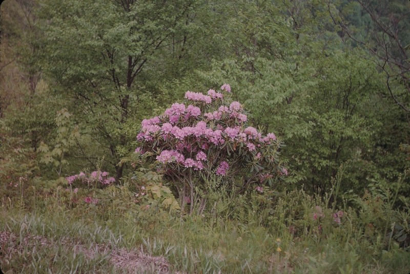 Catawba Rosebay photo 4